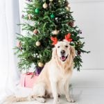 Green Gifts for Pets