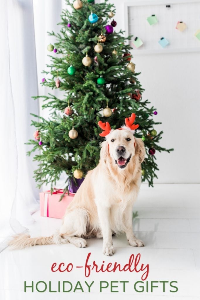 Green Gifts for Pets Dog in front of Christmas Tree