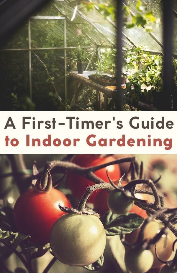 Everything You Need to Know to Make an Indoor Vegetable Garden