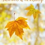 Guided Meditation Script Autumn Leaf