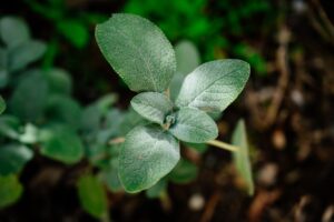 botanical baby names