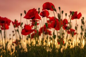 botanical baby names for girls and boys