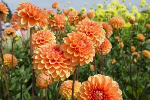 botanical baby names for girls and boys