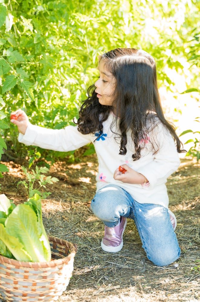 Food Forests: How To Plan a Family-Friendly Forest Garden