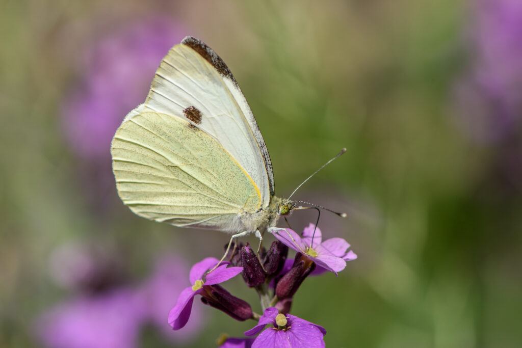 Create a Wildlife Garden