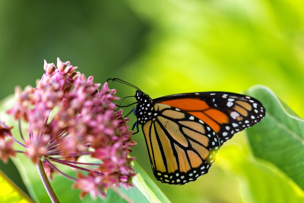 butterfly on milkweed