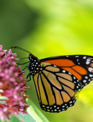 milkweed