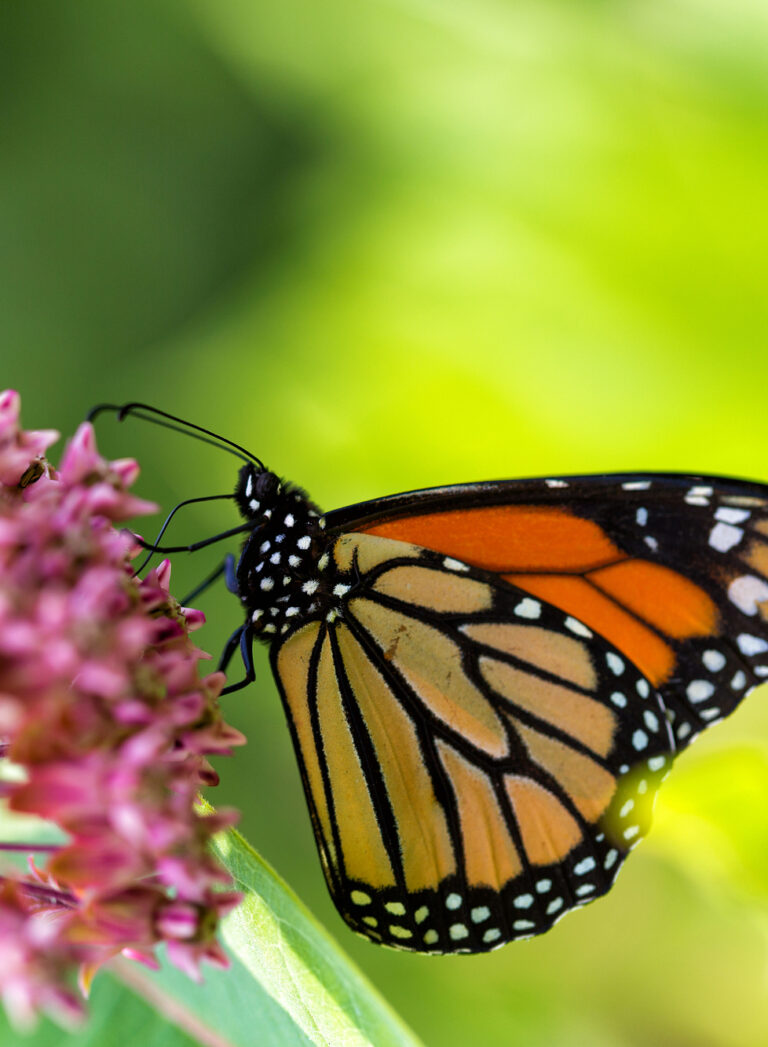 How to Get Free Milkweed Seeds to Attract Monarch Butterflies