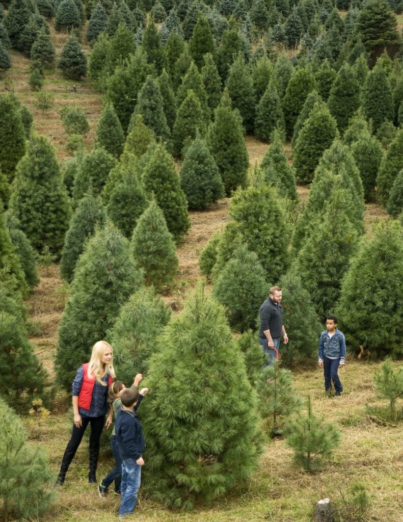 real vs artificial christmas tree