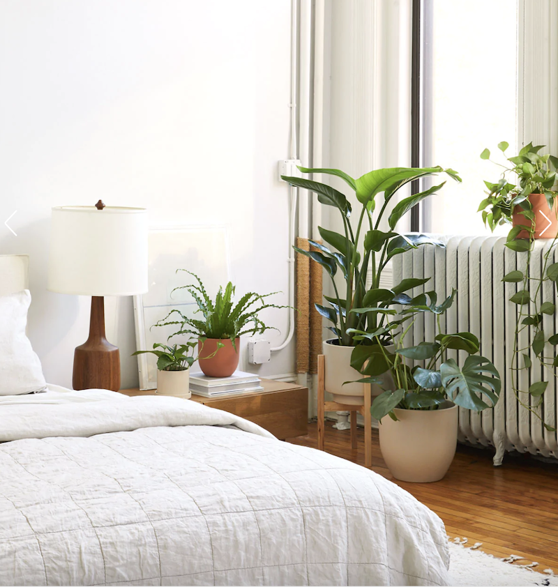 room with common tall house plants