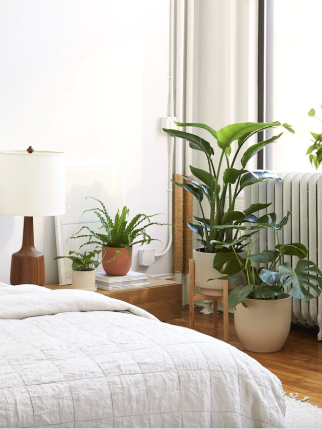 Bring the Outdoors In With Common Tall House Plants Story
