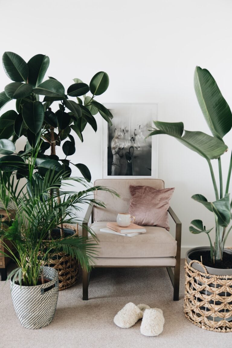 Bring the Outdoors In With Common Tall House Plants