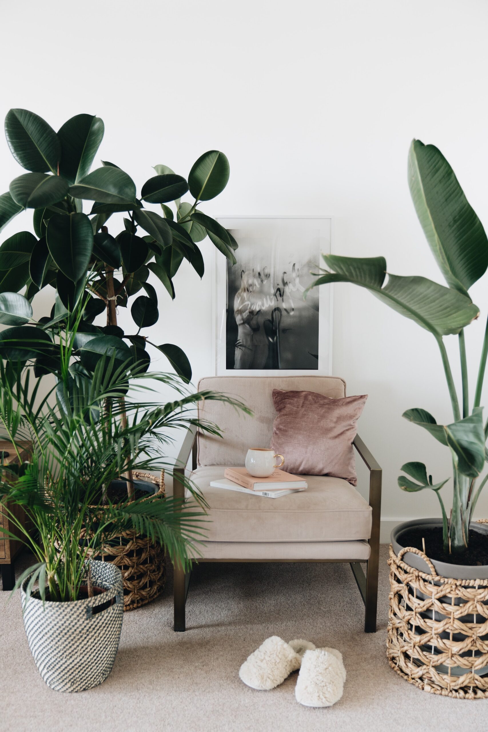 Types Of Tall Indoor Plants