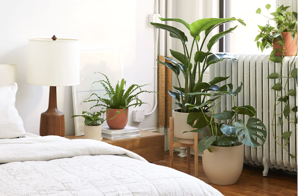 Common Tall House Plants & Care Tips Green Child Mag