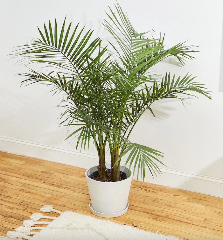 Common Tall House Plants & Care Tips Green Child Mag