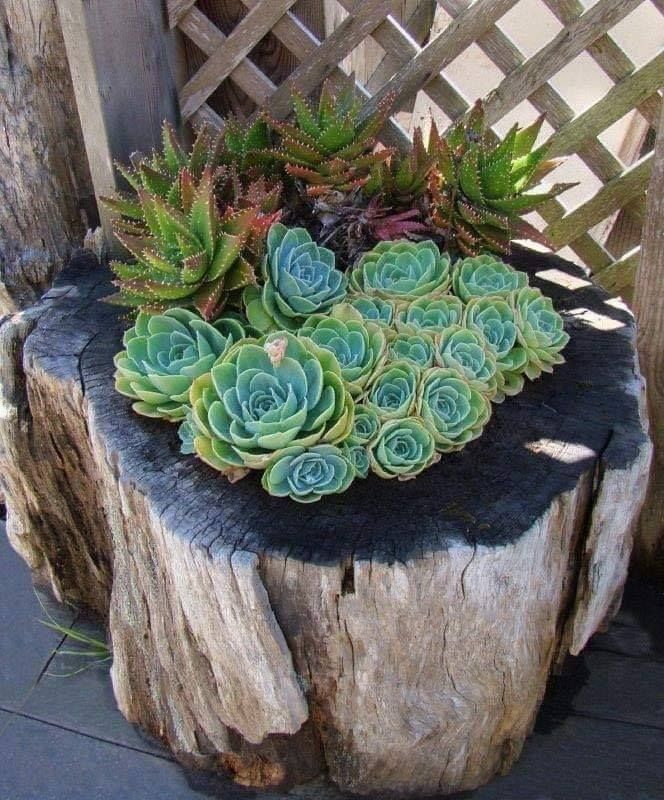 succulents growing on old tree stump