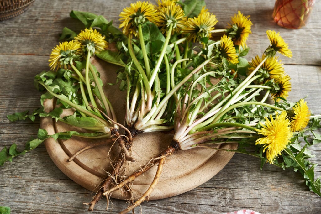 dandelion roots for DIY iron syrup