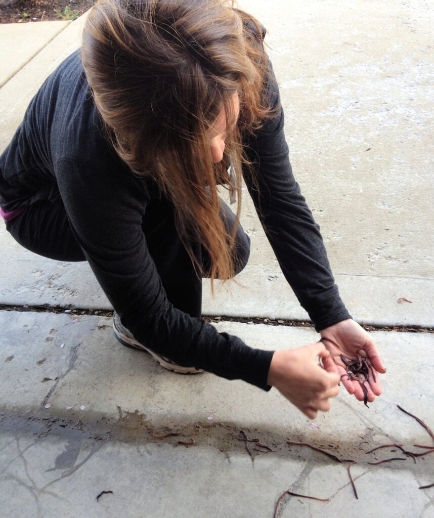 rescuing earthworms from driveway