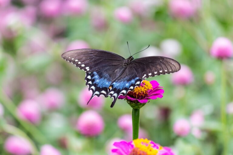 pollinator garden