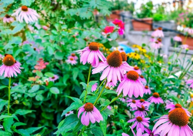 native plants